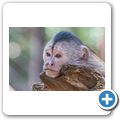 Bushbabies & Monkey Sanctuary - Brauner Kapuzineraffe