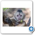 Bushbabies & Monkey Sanctuary - Brauner Kapuzineraffe