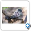 Bushbabies & Monkey Sanctuary - Brauner Kapuzineraffe