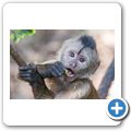 Bushbabies & Monkey Sanctuary - Brauner Kapuzineraffe