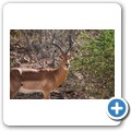 Impala
