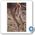 Impala