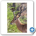 Impala