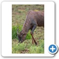 Halbmondantilope (Tsessebe)