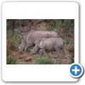 Breitmaulnashorn