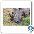 Breitmaulnashorn