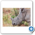 Breitmaulnashorn