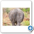 Breitmaulnashorn