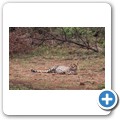 Gepard