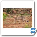 Gepard