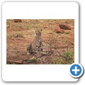 Gepard