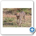 Gepard