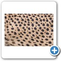 Gepard