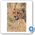 Gepard