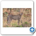 Gepard