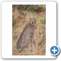 Gepard