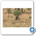 Schabrackenhy&auml;ne mit Beute