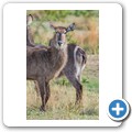 Wasserbock