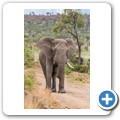 Elefant