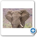 Elefant