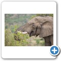 Elefant