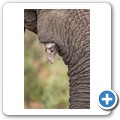 Elefant