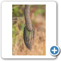 Elefant