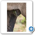 Elefant