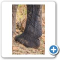 Elefant