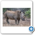 Breitmaulnashorn