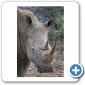 Breitmaulnashorn