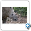 Breitmaulnashorn