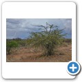 Pilanesberg NP
