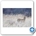 Gepard