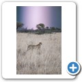 Gepard