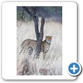 Gepard