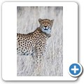 Gepard