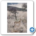 Gepard