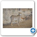 Gepard