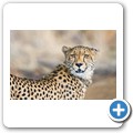 Gepard
