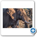 Elefant
