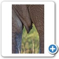 Elefant