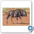 Gnu