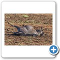 Gnu