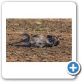 Gnu