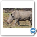 Breitmaulnashorn