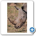 Breitmaulnashorn