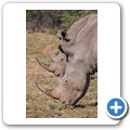 Breitmaulnashorn