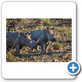 Breitmaulnashorn