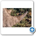 Breitmaulnashorn